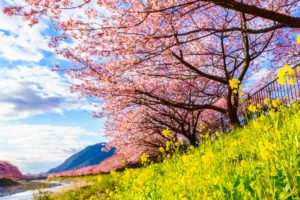 河津桜まつり