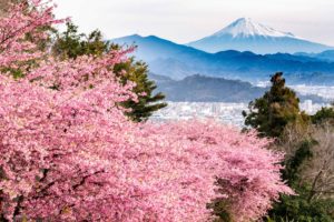 河津桜と富士山