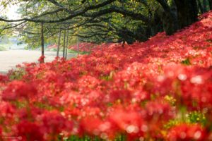 瀬戸川の彼岸花